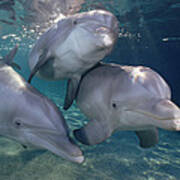 Bottlenose Dolphin Trio Hawaii Poster