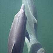Bottlenose Dolphin Trio Surfacing Shark Poster