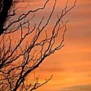 Branches Meandering Through The Sunset Poster