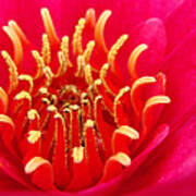 Brilliant Pink Waterlily Poster