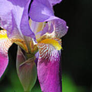Brilliant Purple Iris Flower Ii Poster