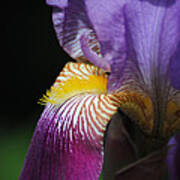 Brilliant Purple Iris Flower Iii Poster