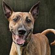 Brindle Dog With Great Ears Poster
