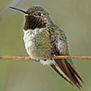Broad-tailed Hummingbird Poster