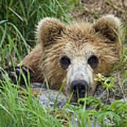 Brown Bear Cub, Kamchatka Poster