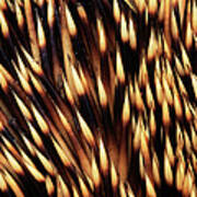Brown-breasted Hedgehog Erinaceus Poster