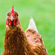 Brown Hen On A Lawn Poster