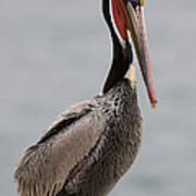 Brown Pelican In Breeding Plumage La Poster