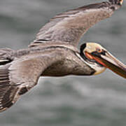 Brown Pelican  In Breeding Plumage Poster