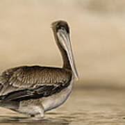 Brown Pelican Juvenile Standing Poster