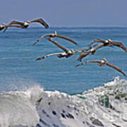 Brown Pelicans Poster