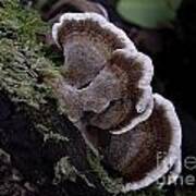 Brown Polypore Poster