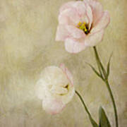Brushed Pink Lisianthus Poster