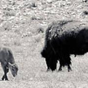 Buffalo Mother And Baby Poster