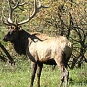 Bull Elk Poster