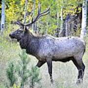 Bull Elk Poster