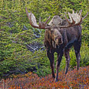 Bull Moose On A Red Carpet- Abstract Poster