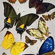 Butterflies, 19th Century Poster