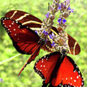 Butterflies Poster