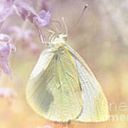 Cabbage White Butterfly Poster