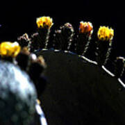 Cactus Buds And Insect Poster