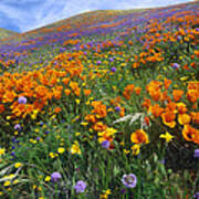 California Poppy And Other Wildflowers Poster