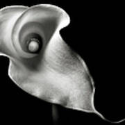 Calla Lily In Black And White Poster