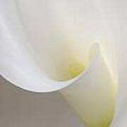 Calla Lily Side Poster