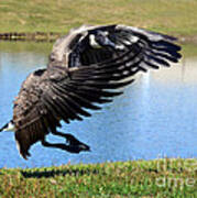 Canada Goose Landing Poster