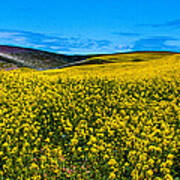 Canola Hills In The Palouse Poster