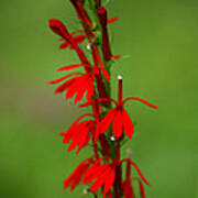 Cardinal Flower Poster