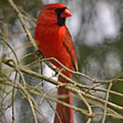 Cardinal In Spruce Poster