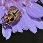 Carpet Beetle On Stokes Aster Poster