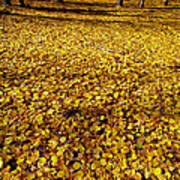 Carpet Of Aspen Leaves Poster