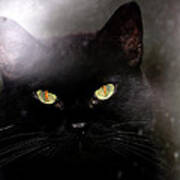 Cat Behind A Rain Spattered Window Poster