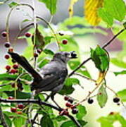 Catbird With Berry - Rear View Poster