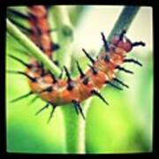 Caterpillar Poster