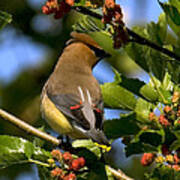 Cedar Waxwing Dsb056 Poster