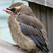 Cedar Waxwing Bird Fledgling Poster