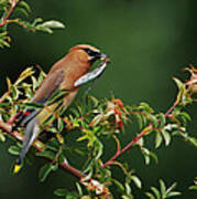 Cedar Waxwing With A Bug Poster