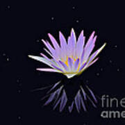 Celestial Waterlily Poster