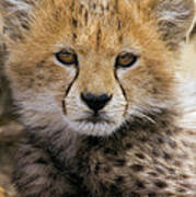 Cheetah Acinonyx Jubatus Ten To Twelve Poster
