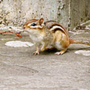 Chipmunk Scurry Poster