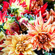 Chrysanthemum Blooms Poster