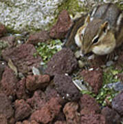 Chubby Cheeks Chipmunk Poster