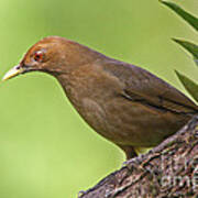 Clay-colored Thrush Poster