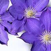 Clematis Flowers Poster