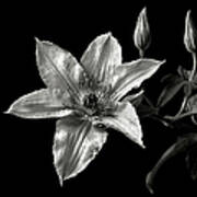 Clematis In Black And White Poster