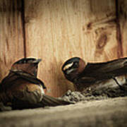 Cliff Swallows 3 Poster