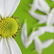 Close-up View Of Daisy Flower Head On Green Background Poster